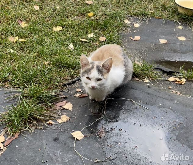 Продам котят