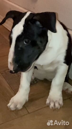 Бультерьер