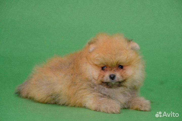 Померанский шпиц