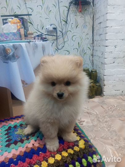 Продам девочку шпица