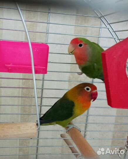 Попугай неразлучники. С клеткой