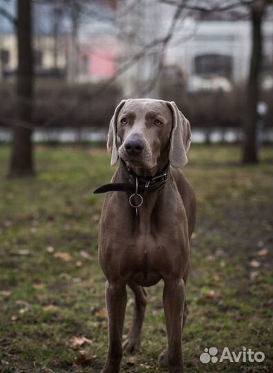 Выгул собак