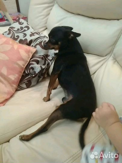 Вязка той-терьер