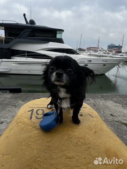 Вязка кобель чихуахуа