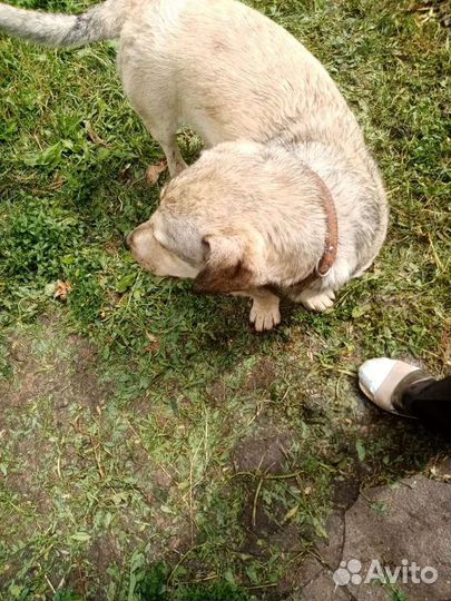 Барон ищет дом