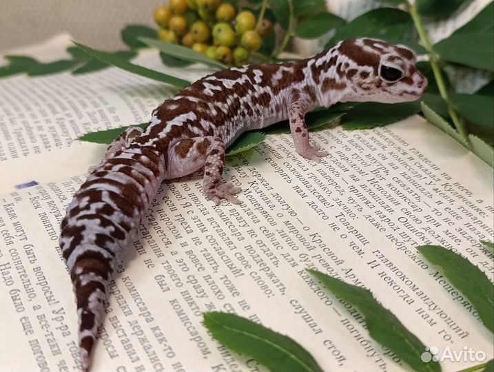 Гемитеконикс