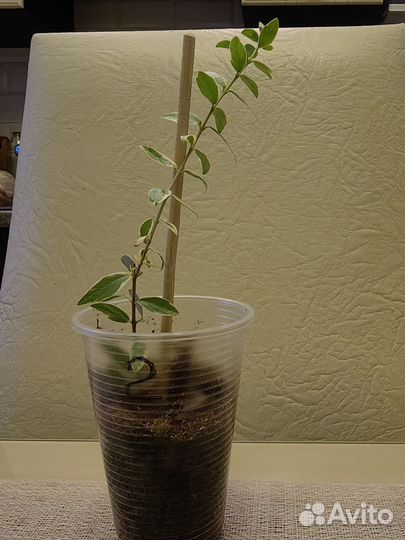 Мирт вариегатный мелколистный