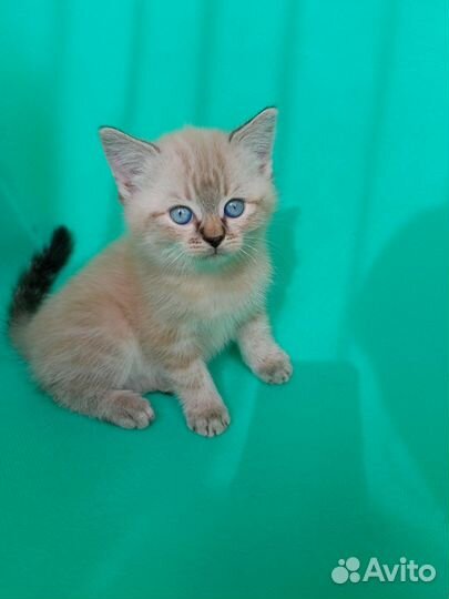 Котенок мальчик