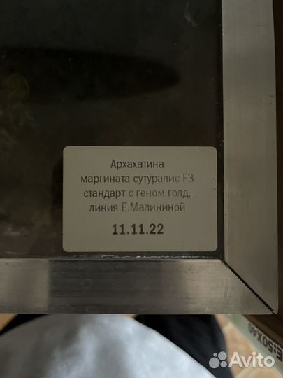 Улитка Архахатина Маргината Сутураоис, Иктерик