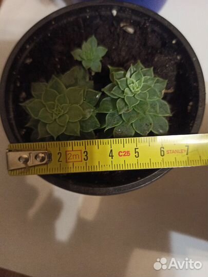 Суккуленты