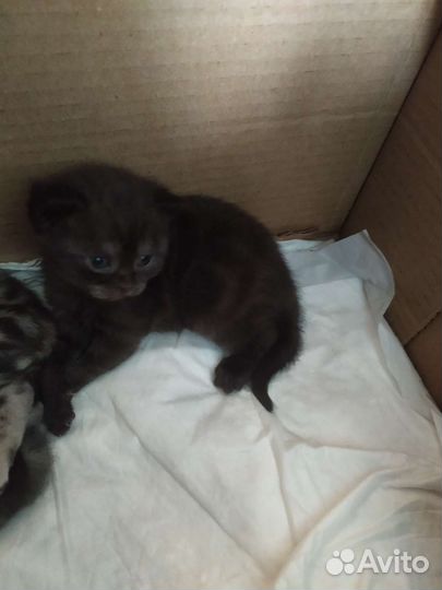 Продам котят