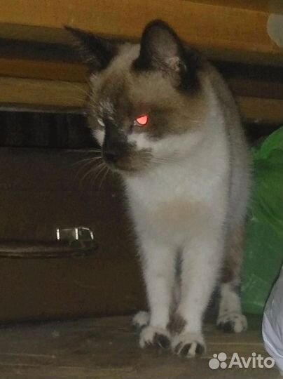 Найден кот