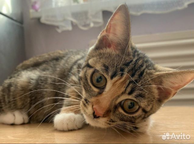 Спасены кошки