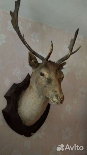 Чучело косули