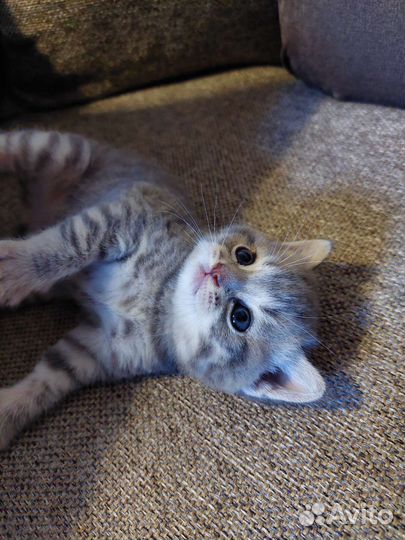 Шотландская кошка