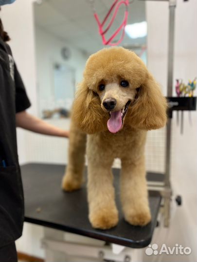 Той-пудель мини