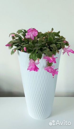 Аглаонема фикусы лилии в высоком кашпо Растения