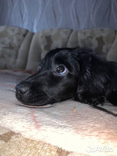 Кокер спаниель