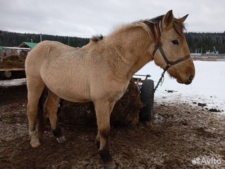 Продам лошадь