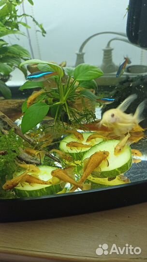 Сомики анциструсы супер рэд