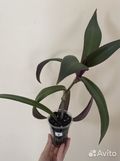 Цветок Рео (традесканция)