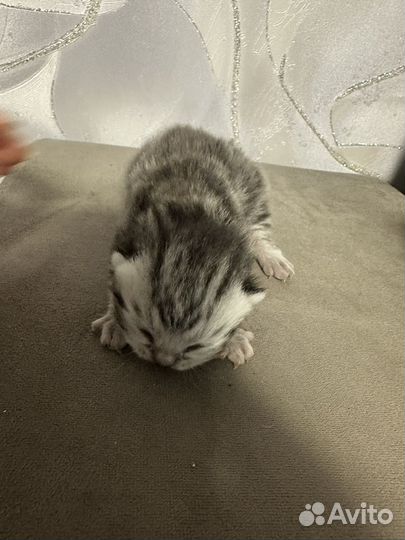 Британские котята вислоухие