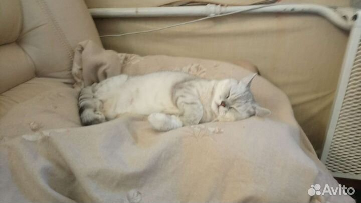 Британская кошка бесплатно