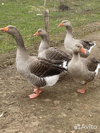 Гусиные яйца