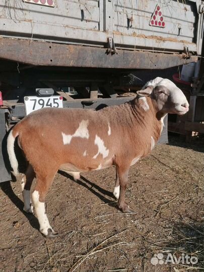 Ярочки,барашки процентные, чистопородные катумские