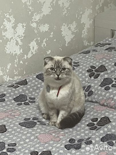Вислоухая