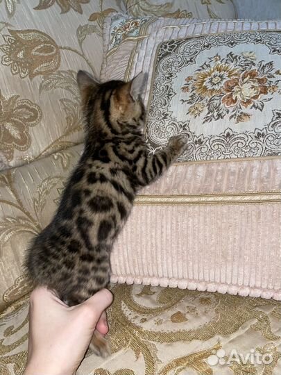 Бенгальские котята