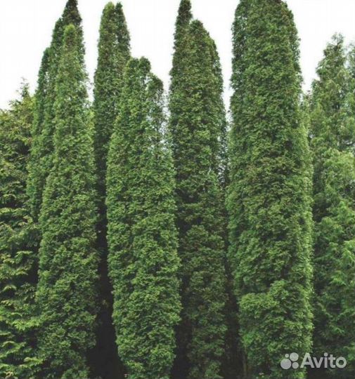 Саженцы туи