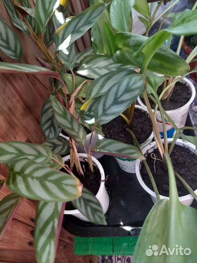 Комнатные цветы