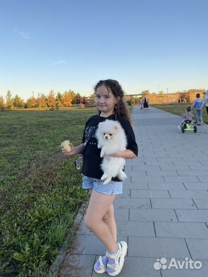 Померанский шпиц
