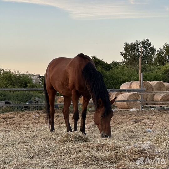 Лошадь, конь, мерин 11 лет