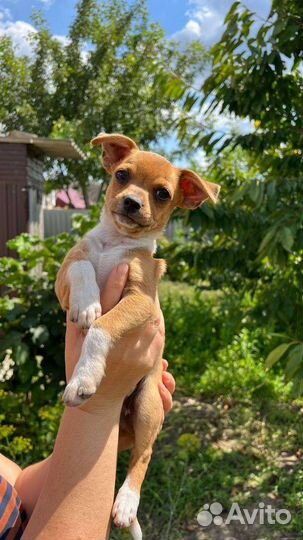 Той-терьер щенки