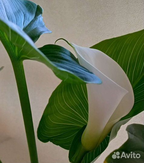 Калла Эфиопская(Белая Красавица )