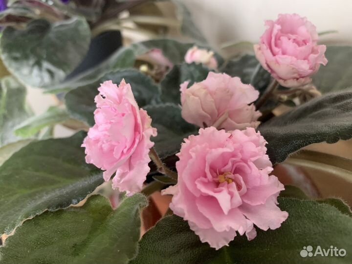 Фиалка розовая