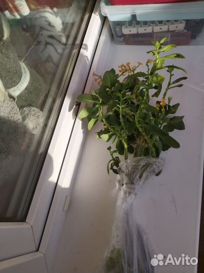 Каланхоэ блоссфельда