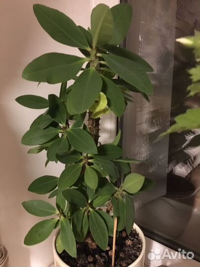 Молочай миля крупноцветковый