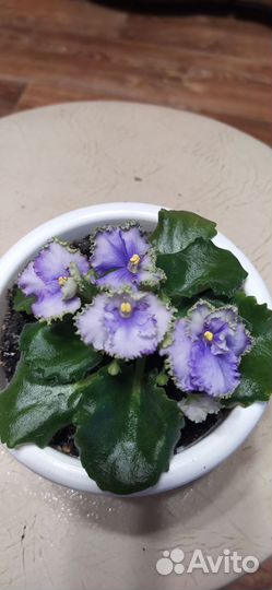 Сортовые фиалки цветущие в горшках