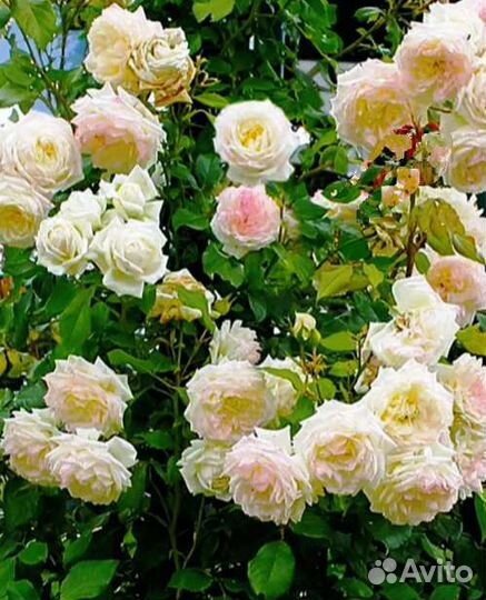 Вьющиеся розы