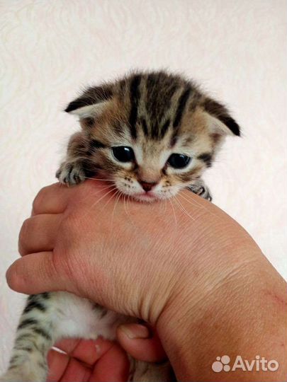 Шотландские котята
