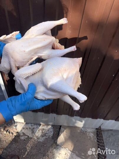 Мясо бройлера