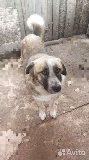 Кавказская овчарка