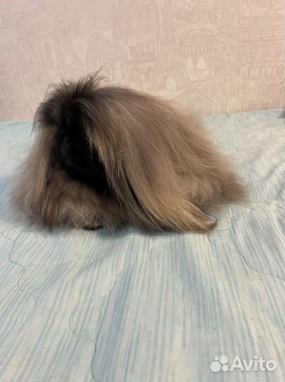 Вязка пекинес