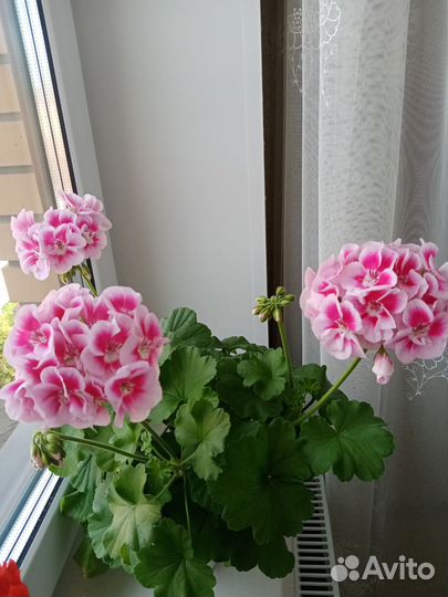 Пеларгония герань