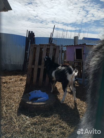 Козел на племя ламанча