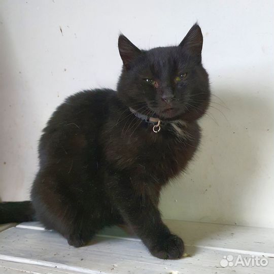 Котёнок черный 4 месяца