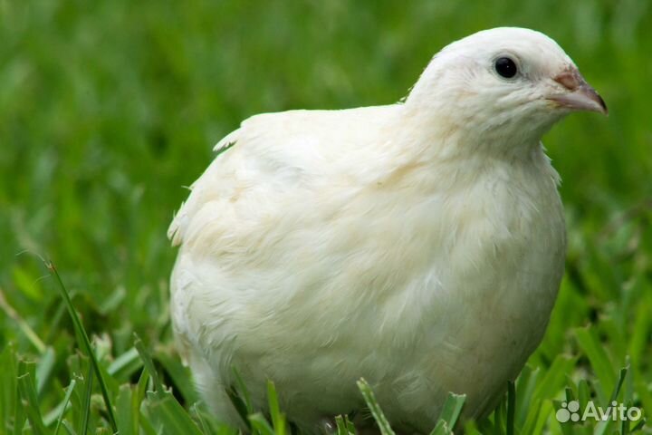 Продам перепелов